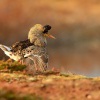 Jespak bojovny - Philomachus pugnax - Ruff 4072